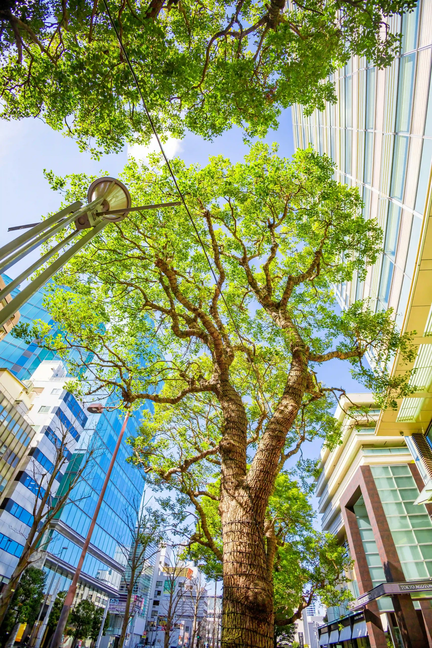 日语不好怎么申请日本特定技能签证？语言学校转签流程！